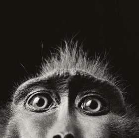 „Małpi człowiek” – czyli dzieje zakazanego eksperymentu
